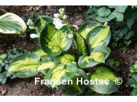 Hosta 